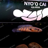 ikan channa red barito asli 5-7 cm