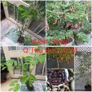 Pot of sweet tamarind tree, beautiful tree.