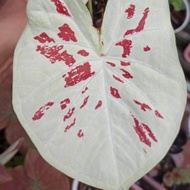 caladium princes maeklong + caladium princes maelong