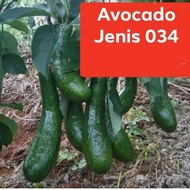 AVOCADO 034 VIETNAM RUSSELL ALPUKAT (1 POKOK)