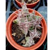 3寸盆 紫龍角 多肉植物 夾竹桃科 蘿藦亞科