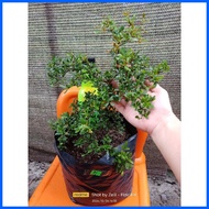 ♨ ◎ ❂  ️ Bucida  Garden Decorations
