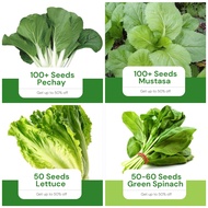 Sale 4 in 1 Pack Seeds (Pechay, Mustasa, Lettuce, Spinach)Vegetable Pot Garden Outdoor Plant Easy To