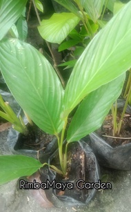 pokok lerek hutan/Daun lerek lemang