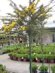 pokok landskap bunga hidup/hiasan desert cassia @ senna polyphylla (bukan teh senna)