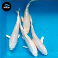Bibit ikan koi platinum ukuran 20-23 cm
