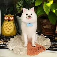 客製化逼真博美犬羊毛氈寵物娃娃定製複刻狗狗猫咪毛小孩公仔