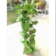 Vertical Tower Best Buy