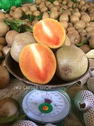 Buah Ciku Mega Gred AA Fresh Dari Ladang Sekinchan