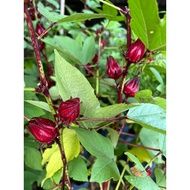 Roselle pokok dalam polybag / Buah Roselle Cepar Berbuah
