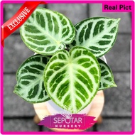 anthurium dorayaki silver blush - tanaman hias kuping gajah dorayaki