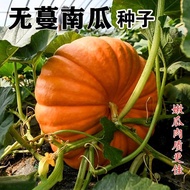 Full Climbing No Man Pumpkin Seeds Pumpkin Seeds New Product Seed Powder Glutinous Grinding Disc Pum