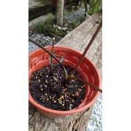 Caladium Redclown merah