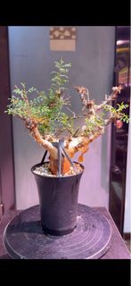 索馬里羽葉橄欖Commiphora sp. pinnate leaves