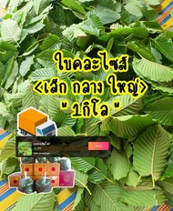 🌿ใบกระท่อมปทุม *ใบคละไซส์* 💥 1 กิโล  💥 ยัน💯%⭐ส่งเร็วมาก⭐ เก็บสดส่งทุกวัน ใบมีปัญหาเราเคลม💯%💥 #ใบกระท