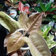 thesauri!! : Tanaman Hias Aglonema Kochin Brown