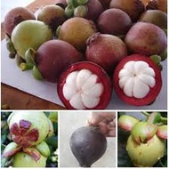 Aanak Pokok Manggis mesta / manggis master hybrid / anak pokok manggis mester