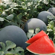 Benih Tembikai Tanpa Biji Kulit Hitam 6pcs/Seedless Watermelon/无籽西瓜籽