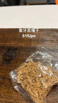 象牙宮種子