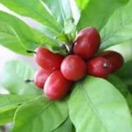 Pokok Miracle Berry/Pokok Ajaib