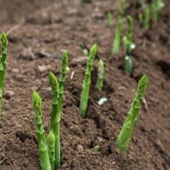 asparagus Organic 有机芦笋种子 Biji Benih Vege Sayur sayuran Vegetable Seed Plant 10Pcs