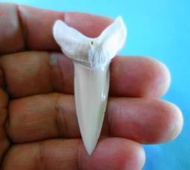 (馬加鯊牙)5.3公分#281.22 馬加鯊魚牙!超(大)長尺寸稀有未缺損.可當標本珍藏! 