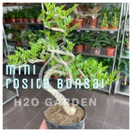 H2O - Mini Bonsai Rosita 一粒金迷你盆栽 Live Plant