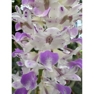 🌹Orkid Rhynchostylist Ratusa Orchid Live Plant Pokok Hidup Cutting🌹