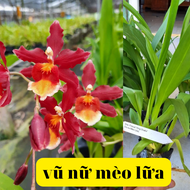 phong lan vũ nữ mèo lữa hàng đài loan trưởng thành sắp hoa