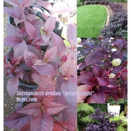 MKT - Alternanthera 'Purple Knight' Sapling / Anak Pokok Alternanthera Dentata 'Purple Knight'