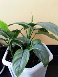 Tanaman hias Homalomena silver green/ Tanaman Hias Hidup Homalomena silver