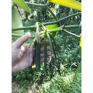 Vanilla planifolia (keratan pokok vanilla)