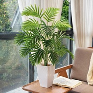 72CM-170CM Pokok Hiasan Dalam Rumah（FREE PASU BUNGA）Pokok Palm |BANANA| Pokok Monstera | Pokok Olive