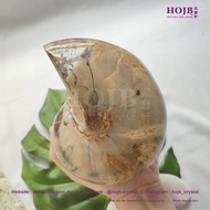 HOJB Madagascar Nautilus Ammonite Shell Feng Shui Ornament 106x138mm(1.62kg) 聚寶軒马达加斯加斑彩鹦鹉螺(菊石)风水摆件10