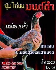 ไข่เชื้อไก่ชน ส.มีสุวรรณ100% เเม่เทาเด้ง ร้านจัดส่งไว