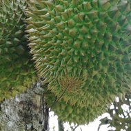 Baja Durian Premium Penggalak Buah Lebat dan Besar Pack 1KG