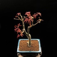 SG1241-日本塞納70楓樹優選株🔥精品植物小盆栽禮物🔥