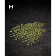 Fresh Thyme