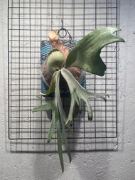 P. willinckii Monkey Jug Jug