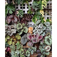 Autumn Begonia with polka dots | Begonia Maculata | Ornamental leaves