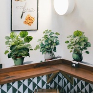 Fresh Green Plants Potted Plants Wall Stickers Bedroom Living Room Background Decoration Removable W