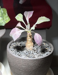 紫背美尻厚敦菊 塊根植物 多肉植物 Rare Succulent Plant in Ceramic Pot