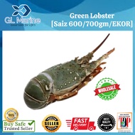 【Wholesales】[Premium Grade] GL MARINE Green Lobster [Saiz 700/800gm/EKOR]