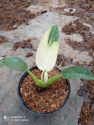 Philo Katak Variegata / Philo Eceng