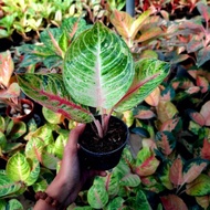 Aglonema Moonlight Aglaonema Moonlight Bibit Murmer