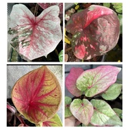 Pokok Keladi Thailand 2/Caladium Thailand 2