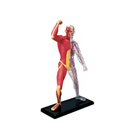 4d Master Human Muscle Skeleton Anatomy Model Medical Teaching Aid Puzzle Assembled Laboratory Educa