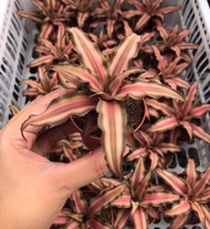 Cryptanthus Brown Starlight with FREE white plastic pot, pebbles and garden soil (Live plant and Indoor plant)