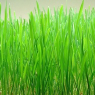 236.Wheat Grass Seeds 200pcs buy 1 free 1 from SG