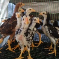 anak ayam bangkok super blorok madu/ur 1bulan